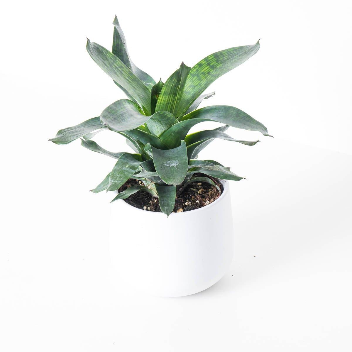 Vriesea gigantea 'Nova' - 12cm