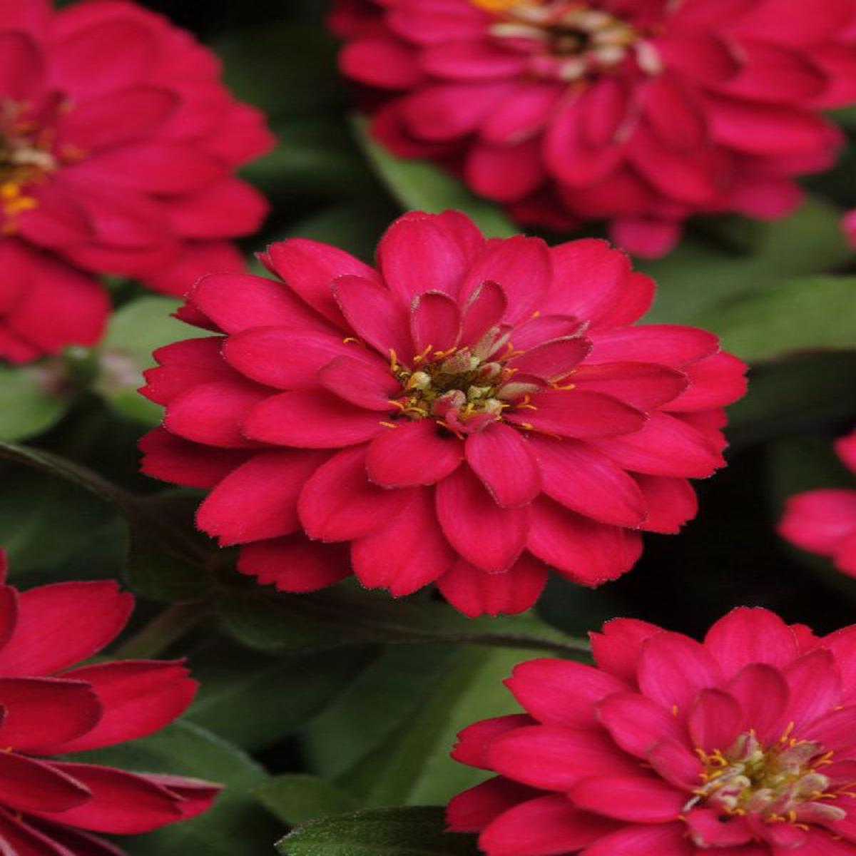 Zinnia marylandica Zahara Double Cherry