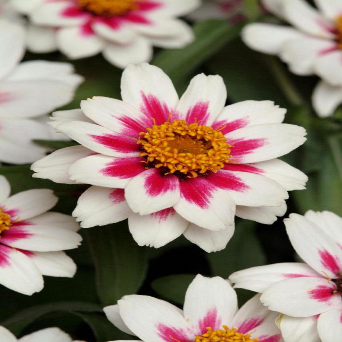 Zinnia marylandica Zahara Starlight Rose