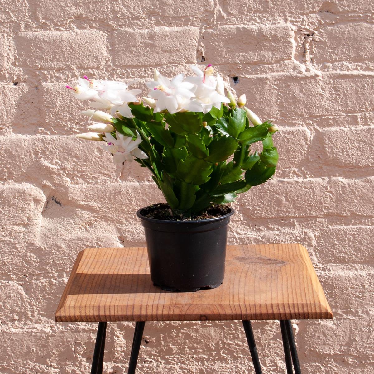 Zygocactus 'Holiday Cactus' - 4"