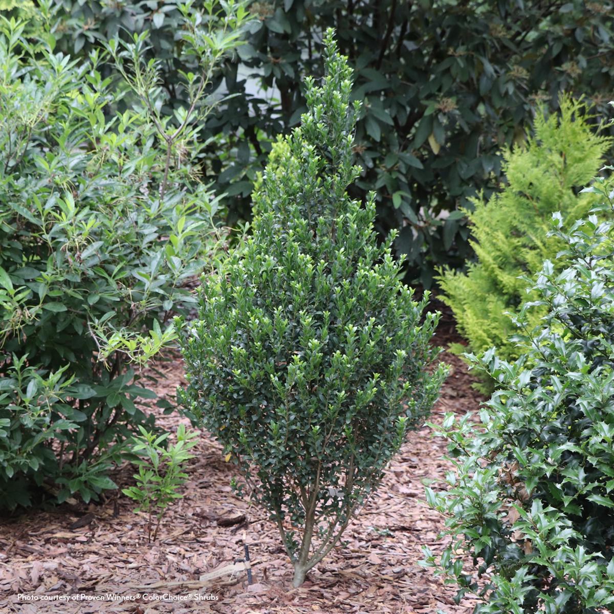 Ilex Hedge Box Japanese Holly