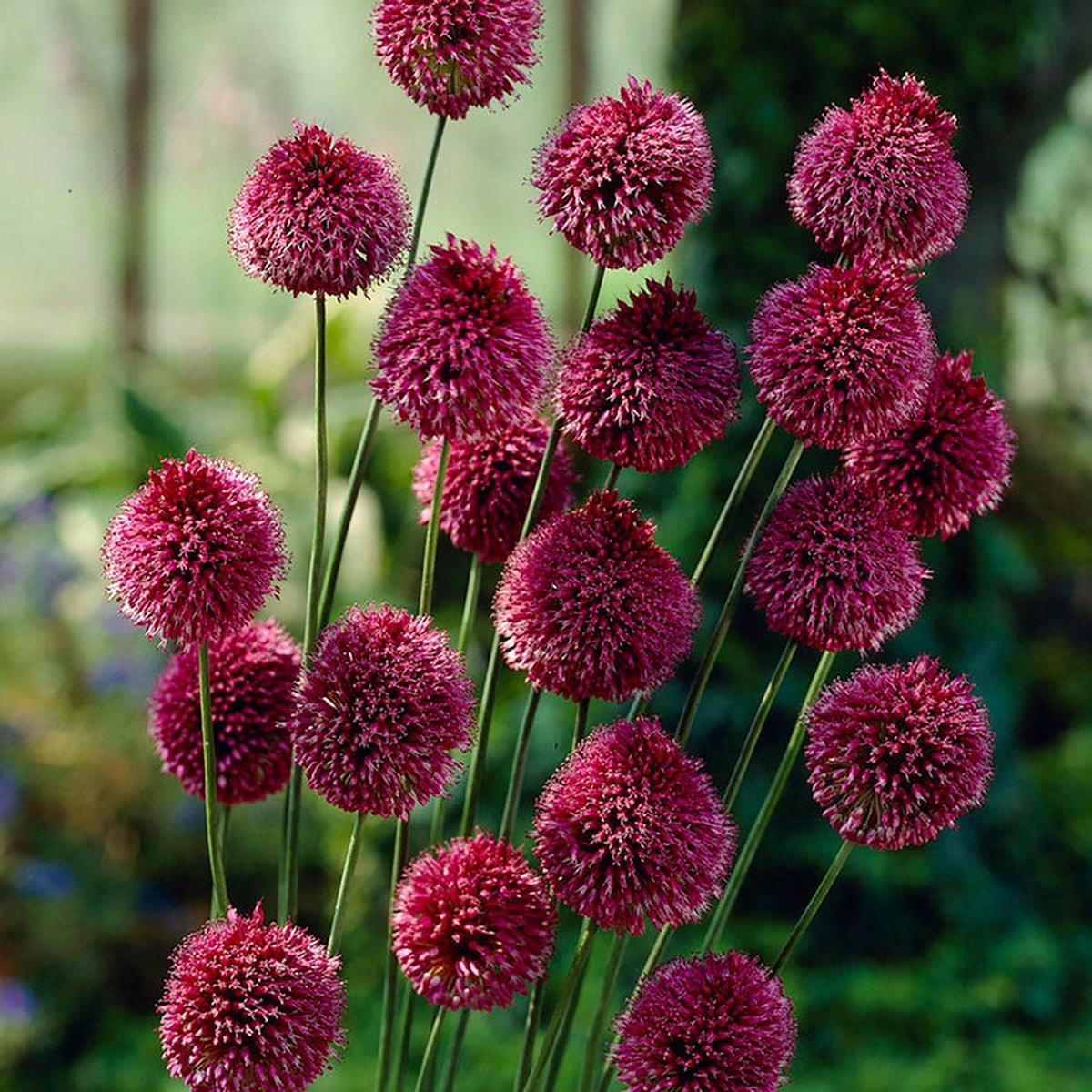 Allium Drumbstick Ornamental Onion Bulbs