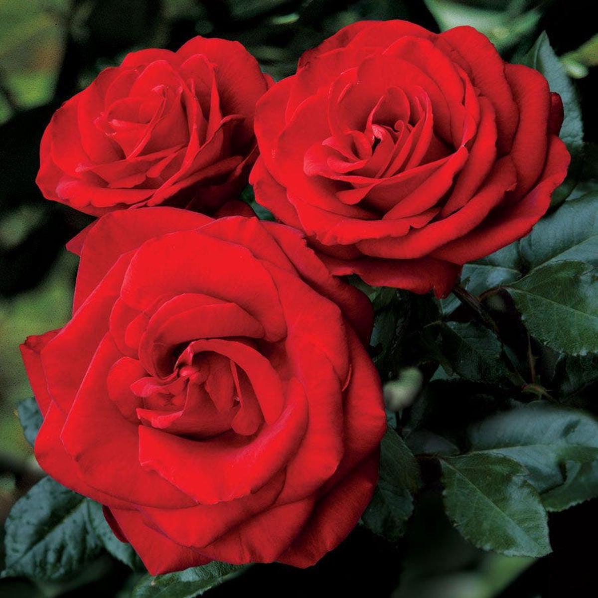 Always and Forever Hybrid Tea Rose