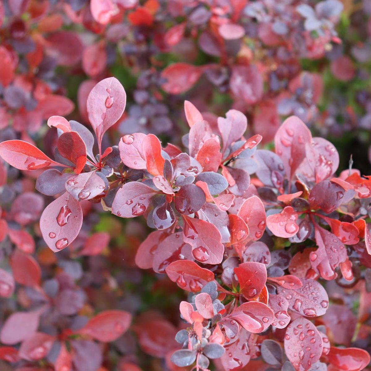 Berberis Sunjoy Really Red Barberry