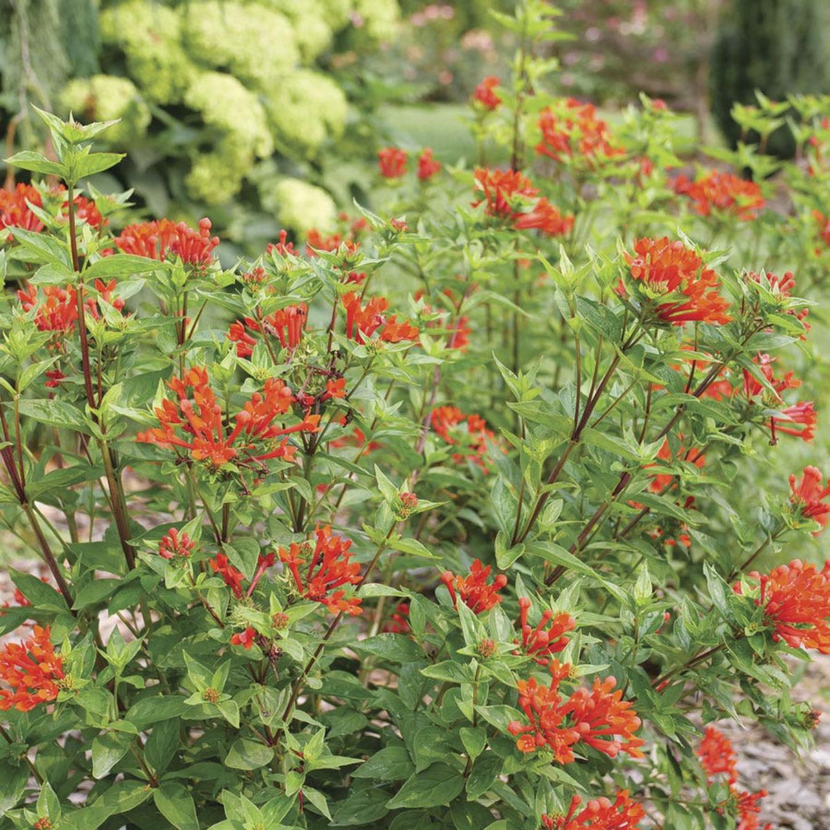 Bouvardia Estrellita Scarlet Firecracker Bush
