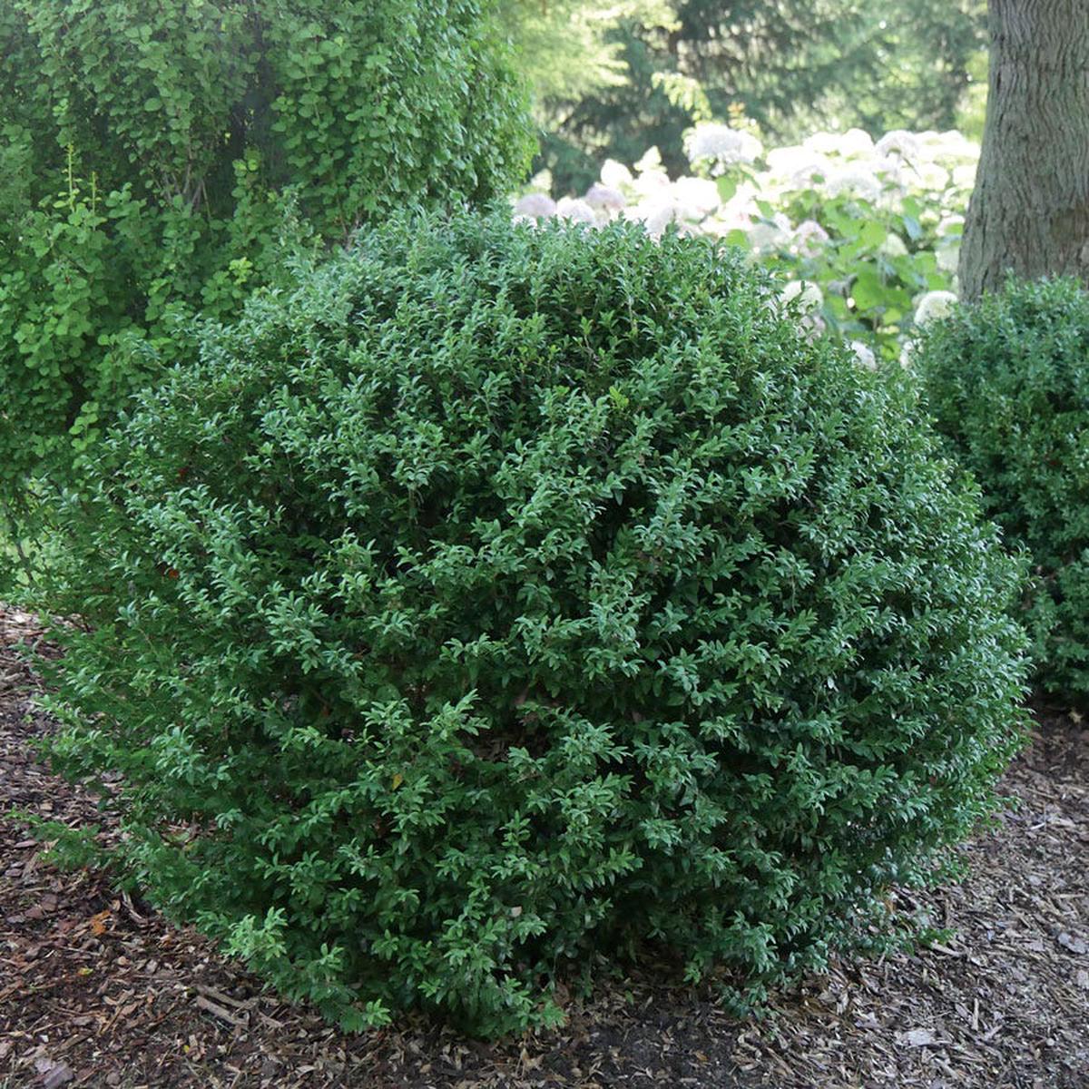 Buxus North Star Boxwood