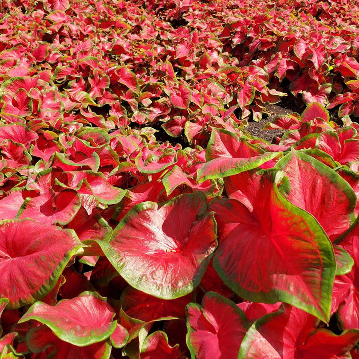 Cherry Tart Caladium Bulbs