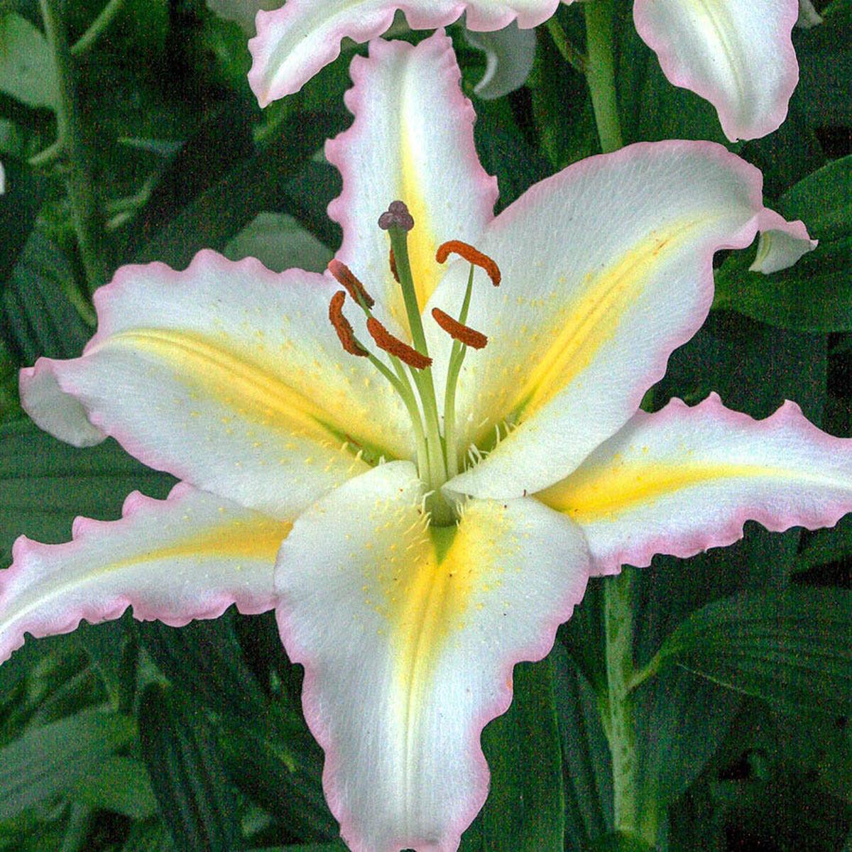 Lilium 'Primrose Hill' Oriental Lily Bulbs