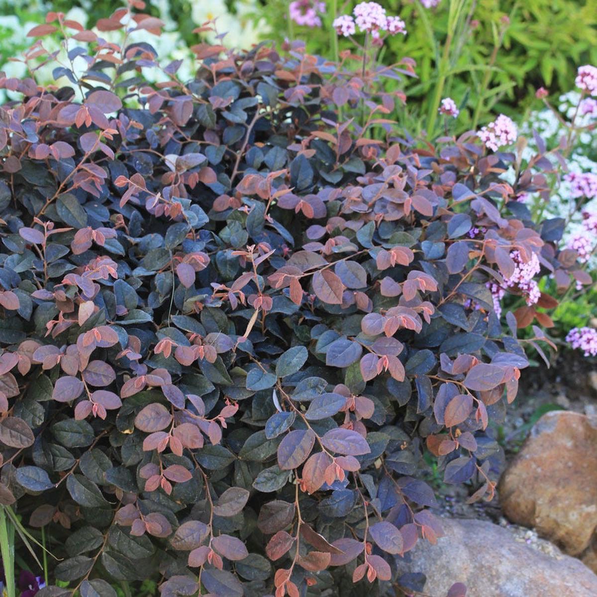 Loropetalum Jazz Hands Pink Chinese Fringe Flower