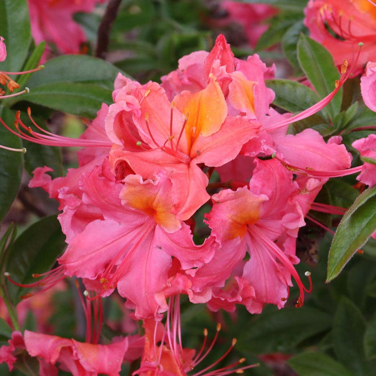 Rhododendron Sweet Reward Coral Azalea