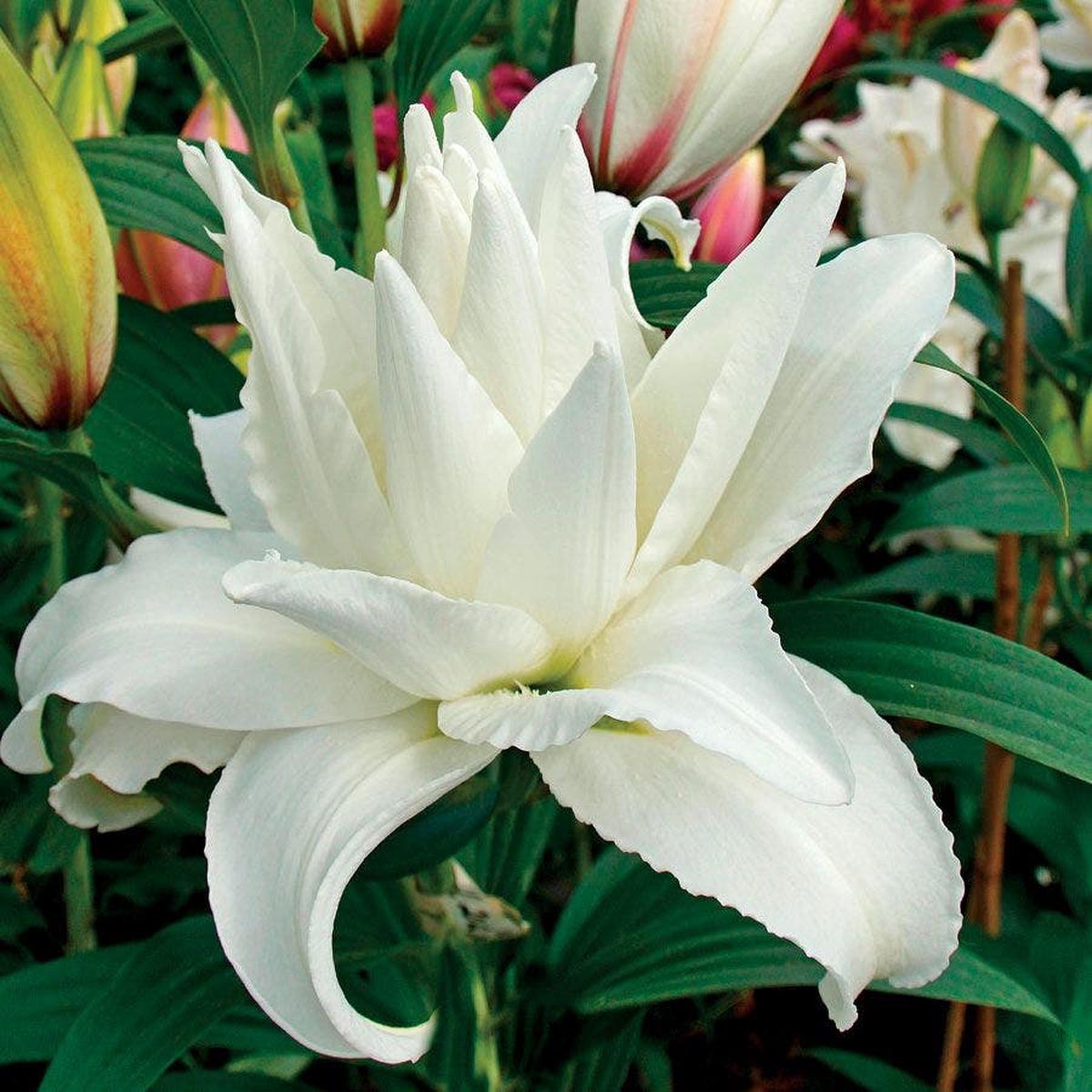 Roselily Carolina Oriental Lily Bulb