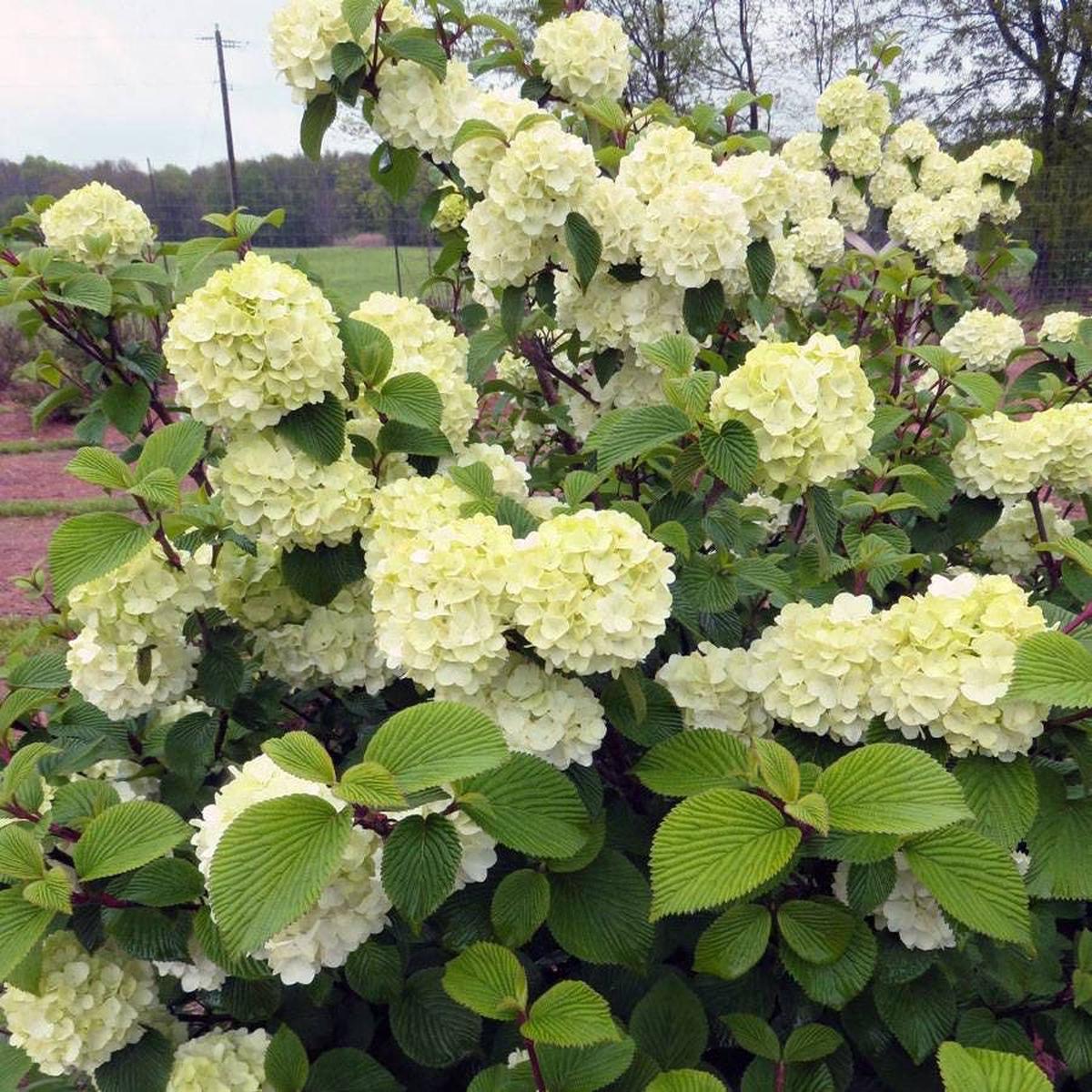 Viburnum Opening Day