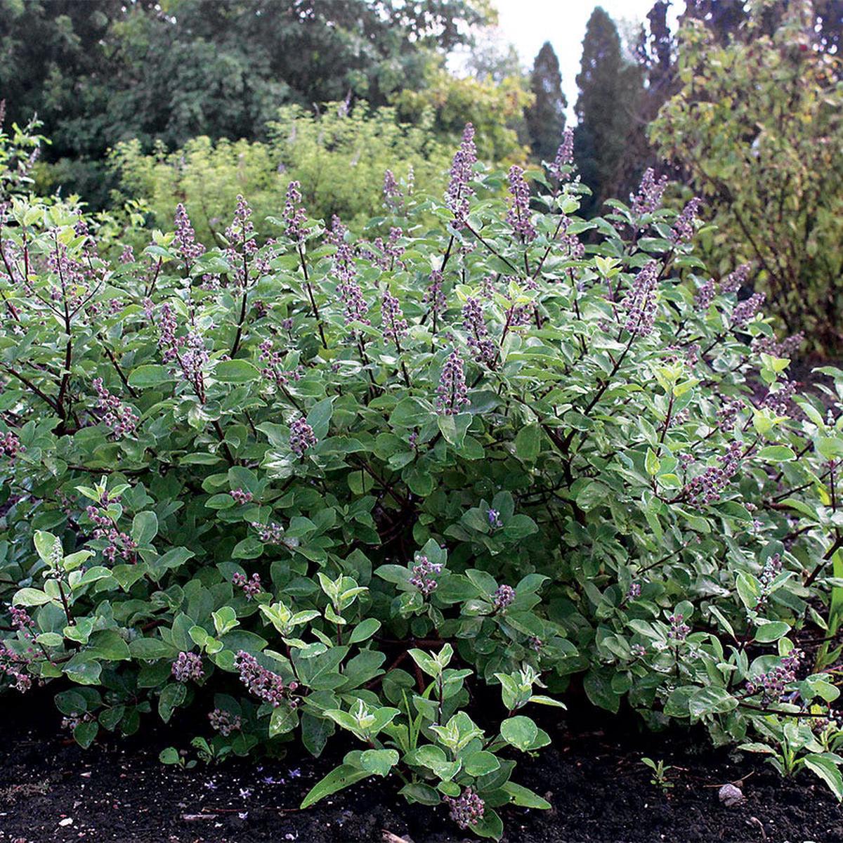 Vitex Chicagoland Blues