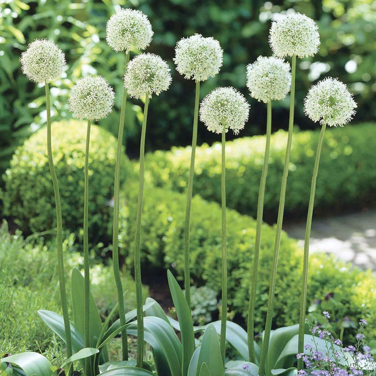 Allium Mount Everest Ornamental Onion Bulbs