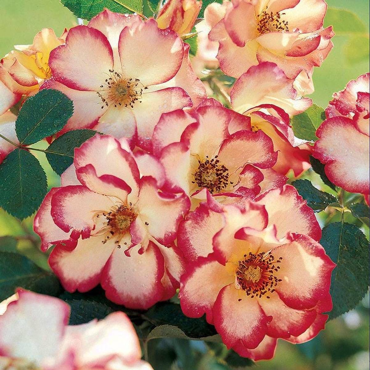Betty Boop Floribunda Rose