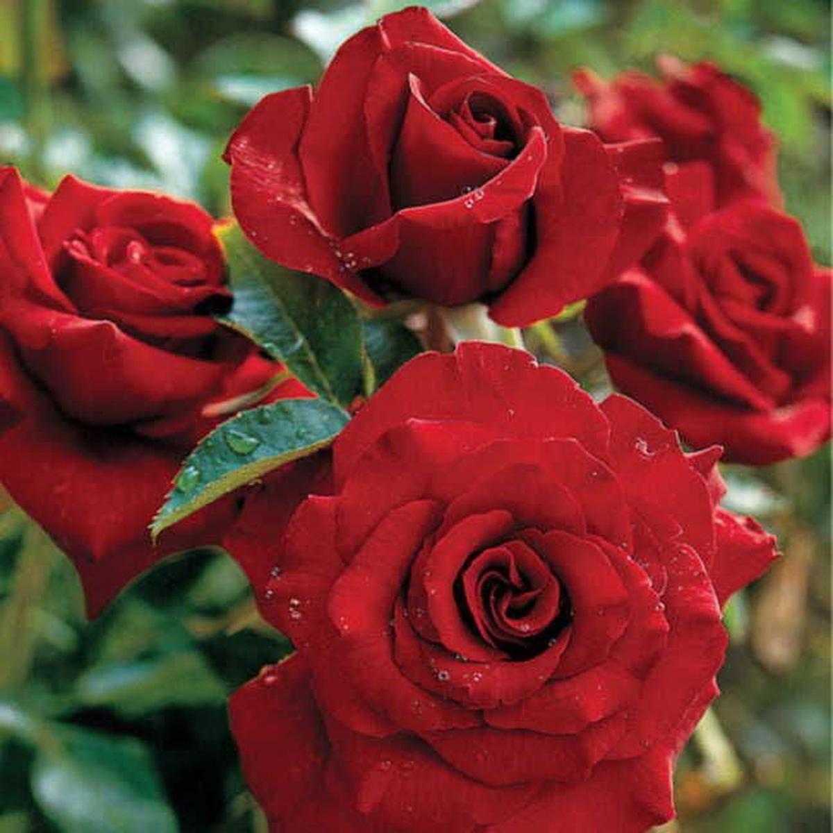Black Magic Hybrid Tea Rose