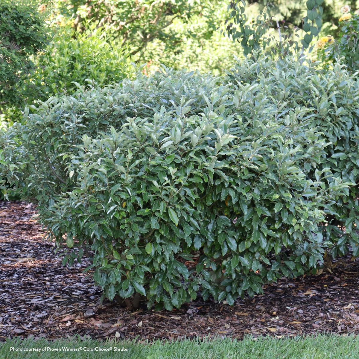 Elaeagnus Mr. Smooth Seedless Thornless Silverthorn