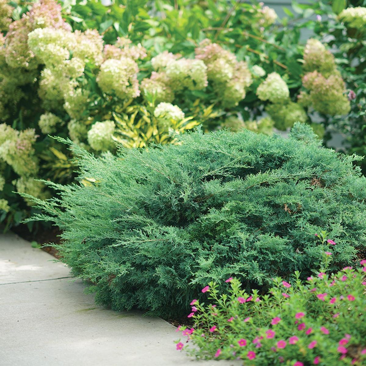 Juniperus Montana Moss Juniper