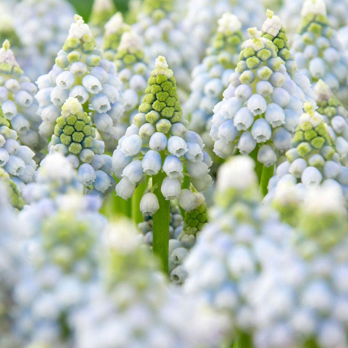 'Ocean Magic' Grape Hyacinth Bulbs