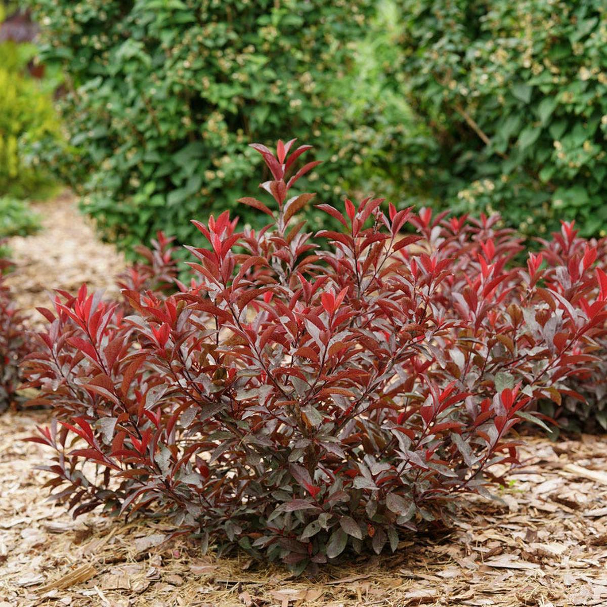 Prunus Stay Classy Sand Cherry