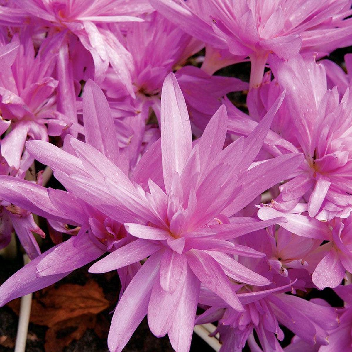 'Waterlily' Autumn Crocus (Colchicum) Bulb