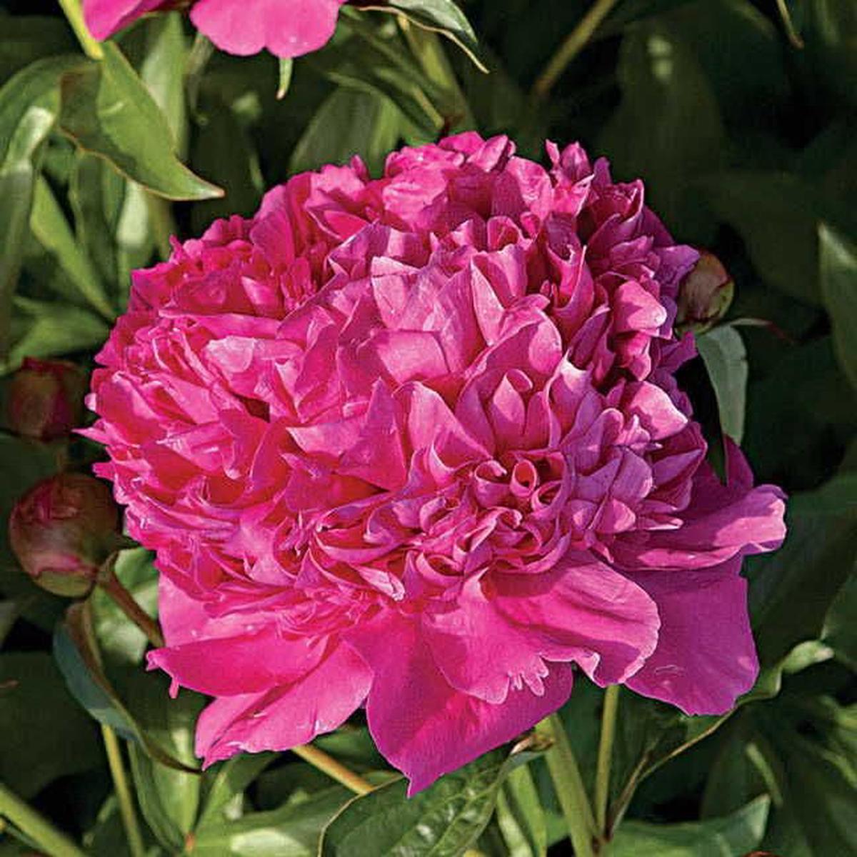 'Felix Crousse' Peony