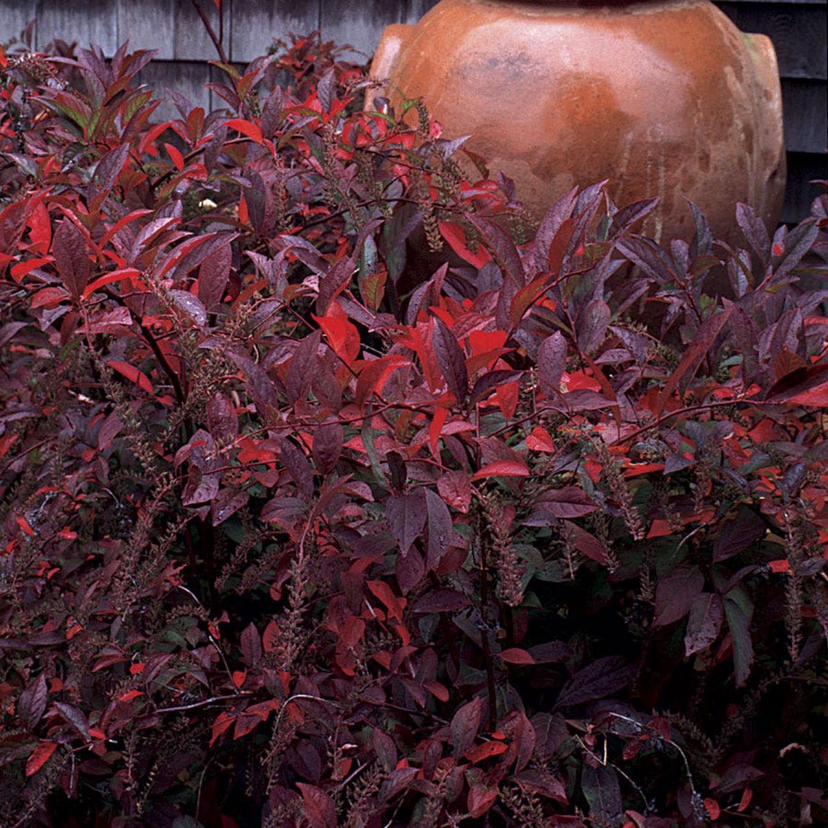 'Henry's Garnet' Sweetspire