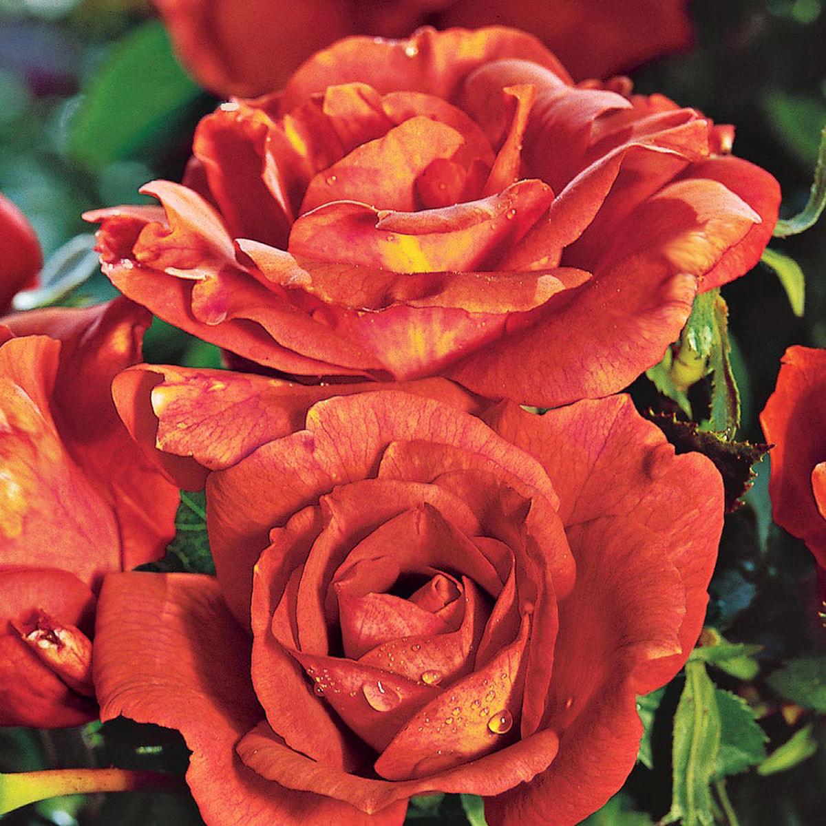 Orange 24-Inch Patio Tree Rose