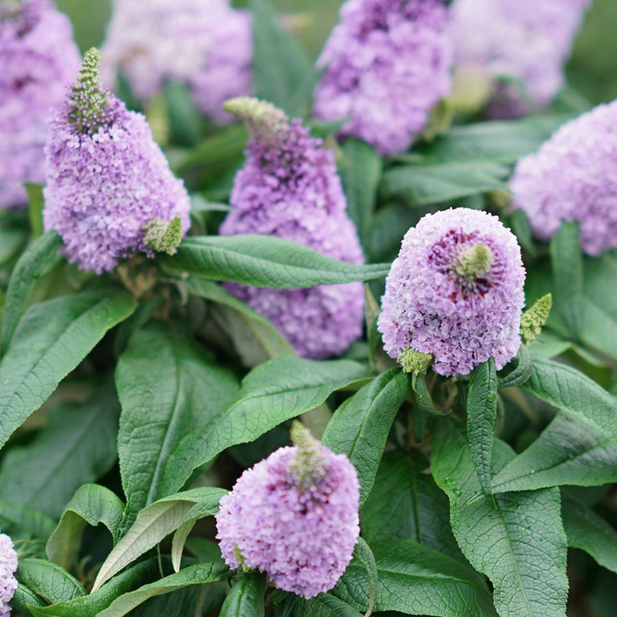 Buddleia Pugster Amethyst Butterfly Bush