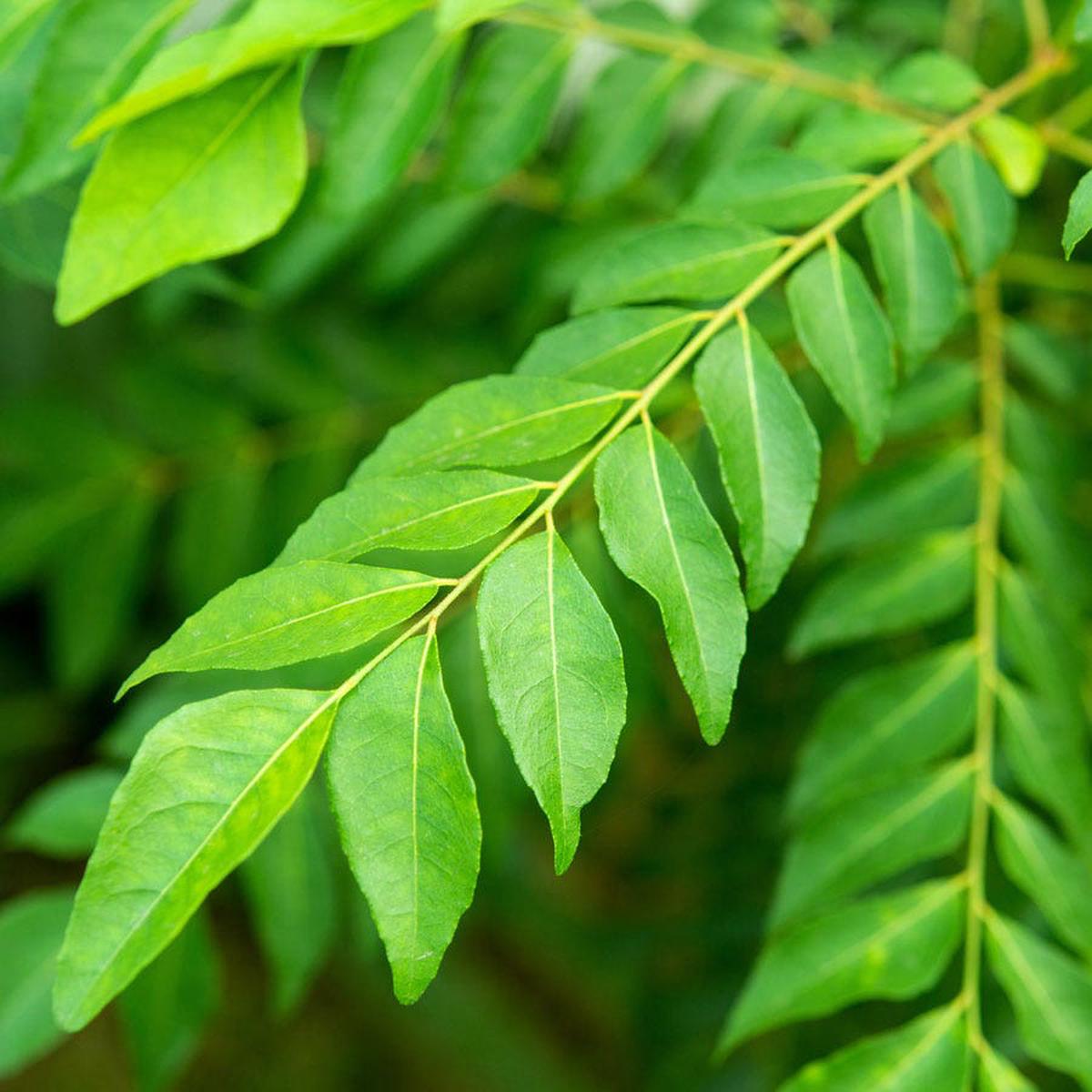 Bergera Curry Leaf Tree