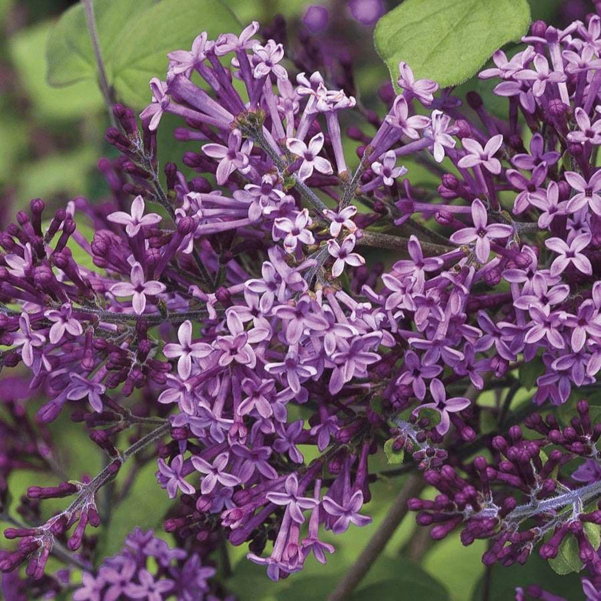 Bloomerang Dark Purple Syringa