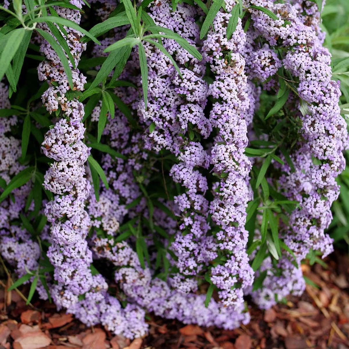 Buddleia Mop Top Butterfly Bush