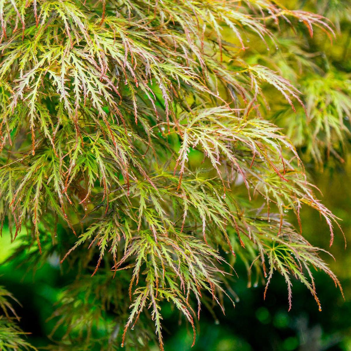 Acer 'Seiryu' Japanese Maple
