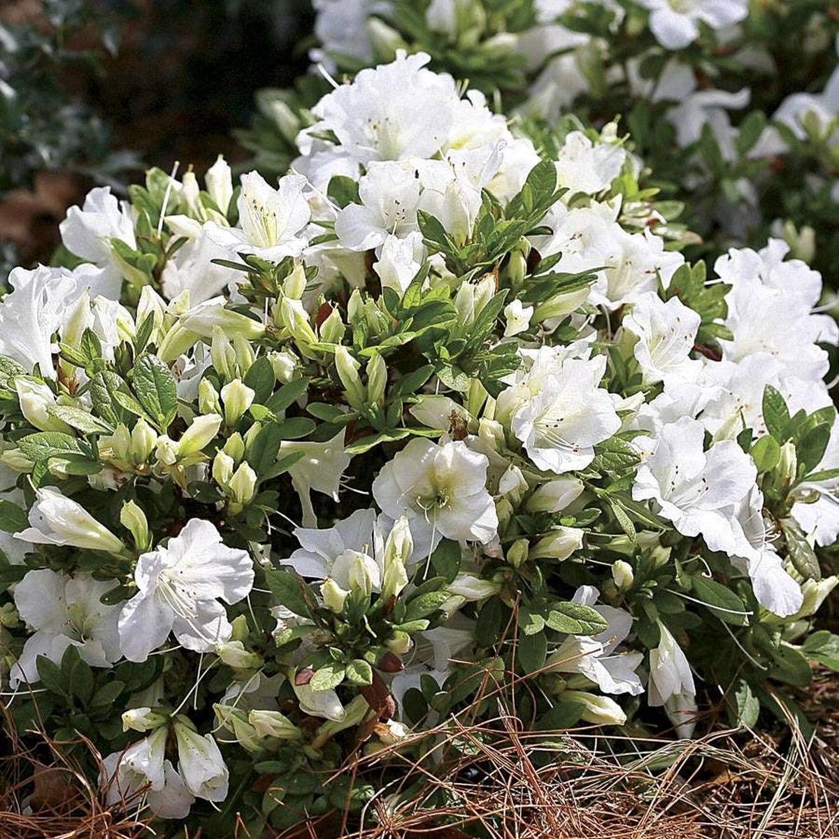 Azalea Bloom-a-Thon White