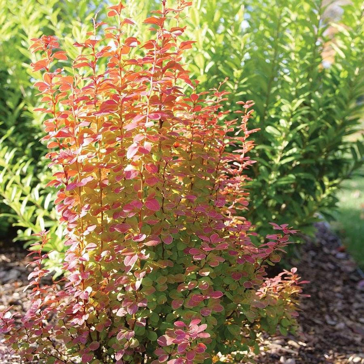 Berberis Sunjoy Orange Pillar