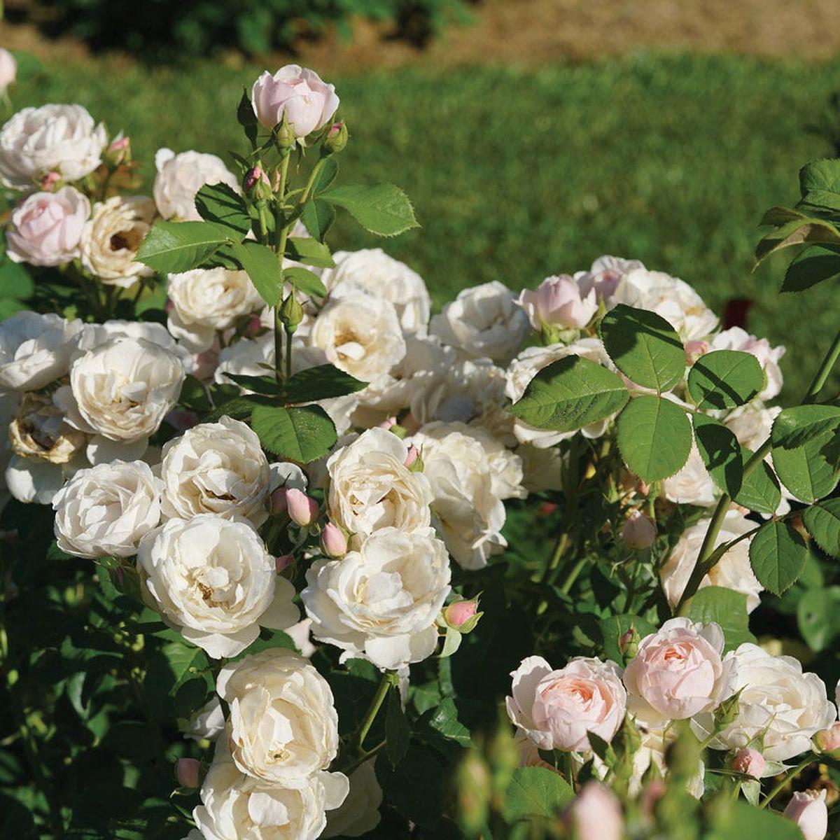 Rosa Flavorette Pear'd Edible Rose