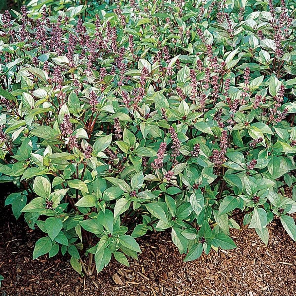 'Cinnamon' Basil Seeds