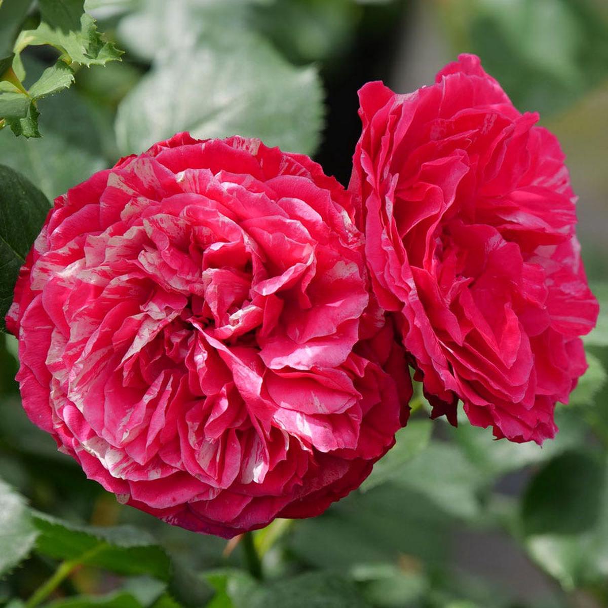 Rosa Oso Easy Red Stripe Landscape Rose