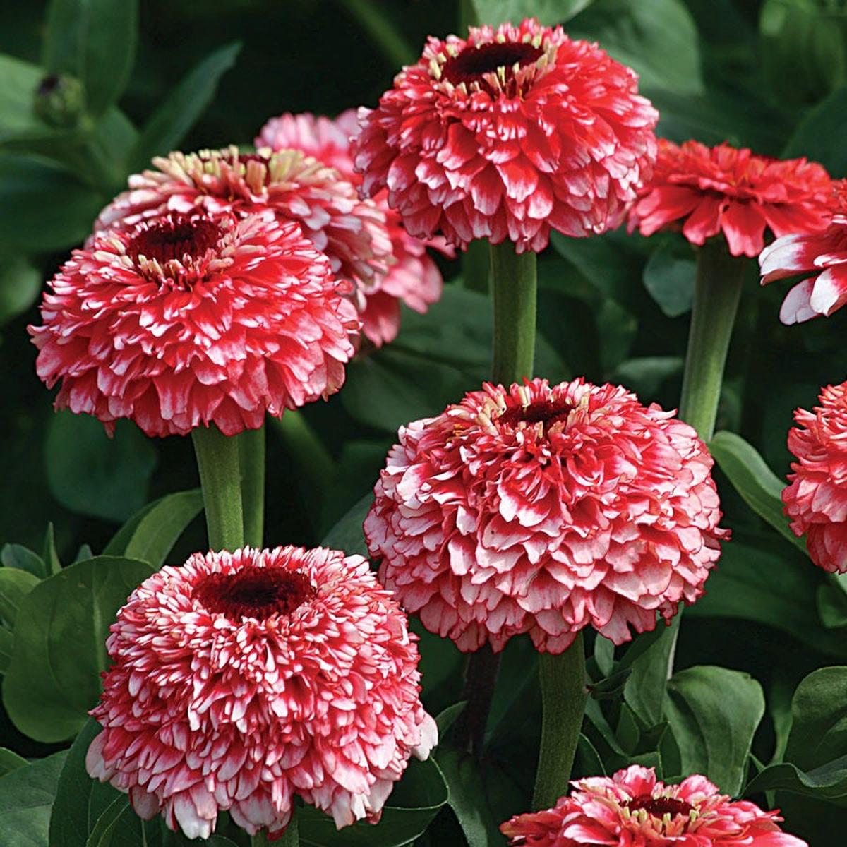 'Zinderella Fizz' Zinnia Seeds