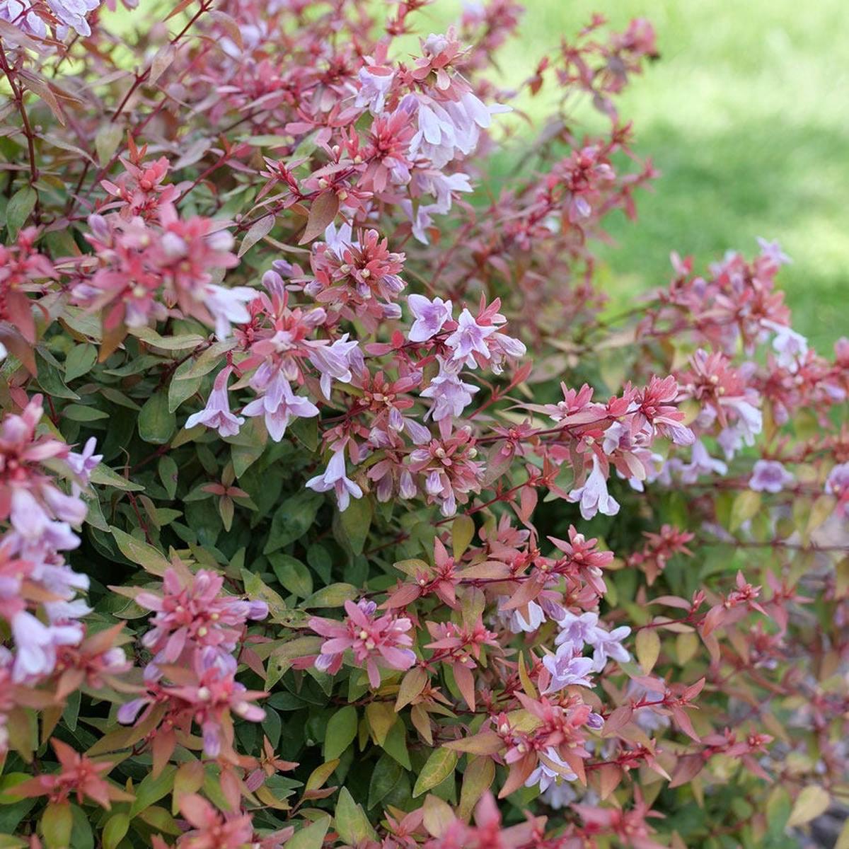 Abelia Poco Loco