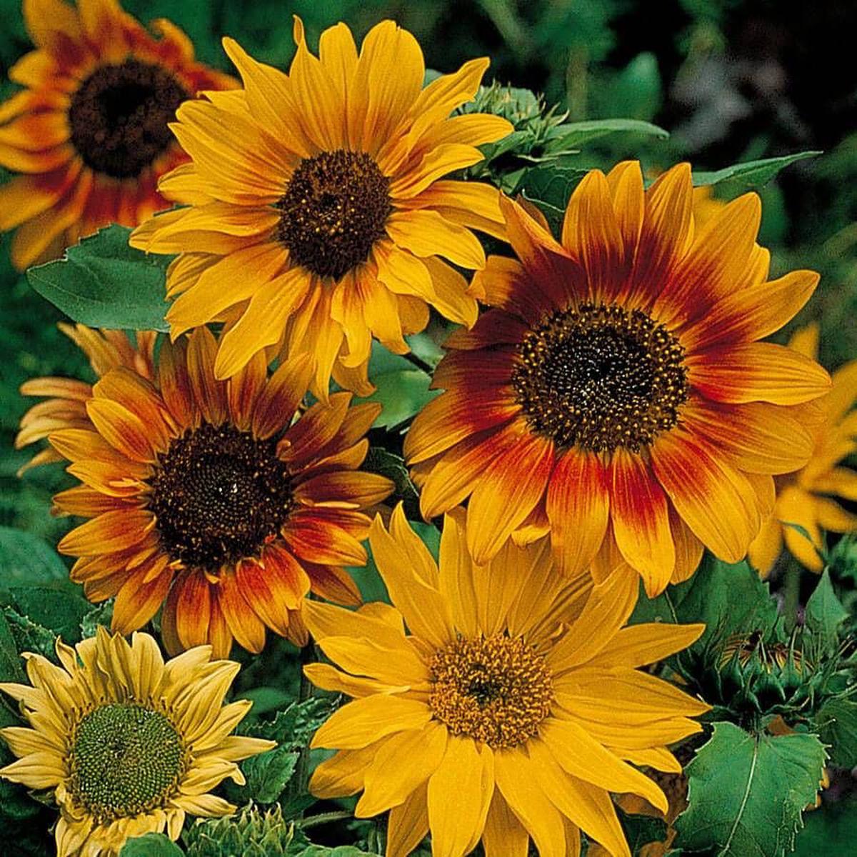 'Autumn Time' Sunflower Seeds