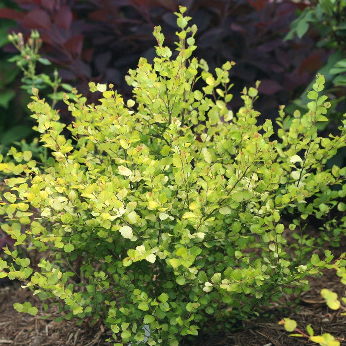 Betula Cesky Gold