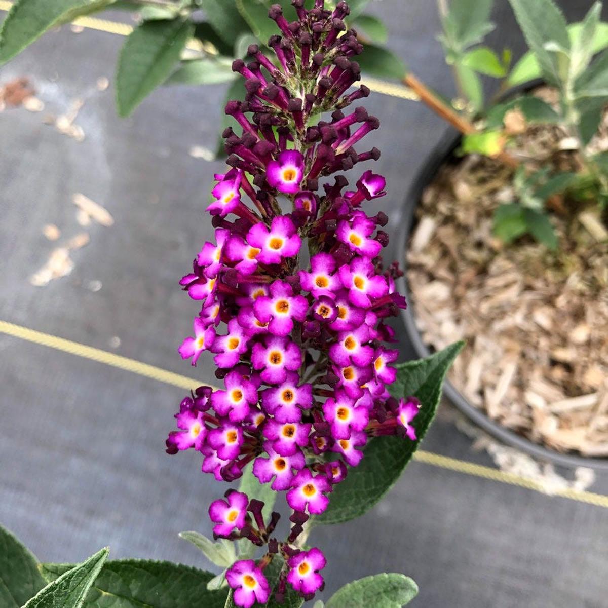 Bloomin' Easy Buddleia Blueberry Pie Butterfly Bush
