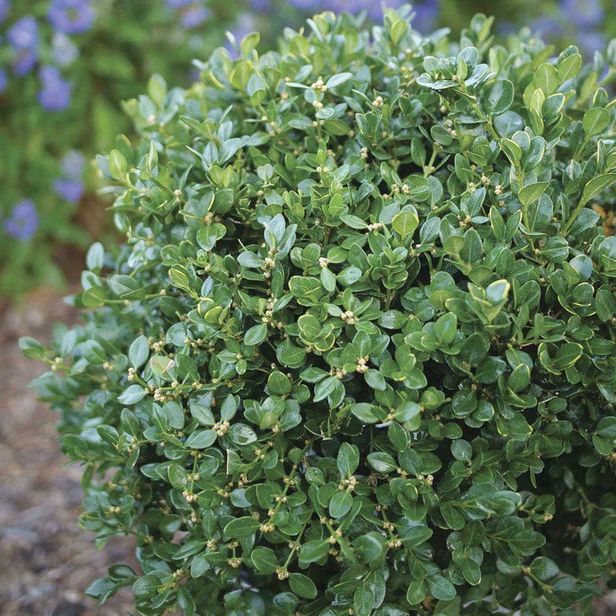 Buxus Neatball Boxwood
