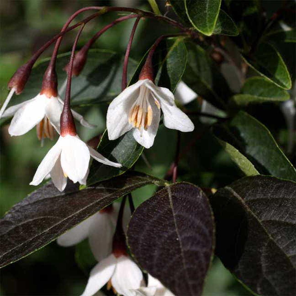 'Evening Light' Japanese Snowbell
