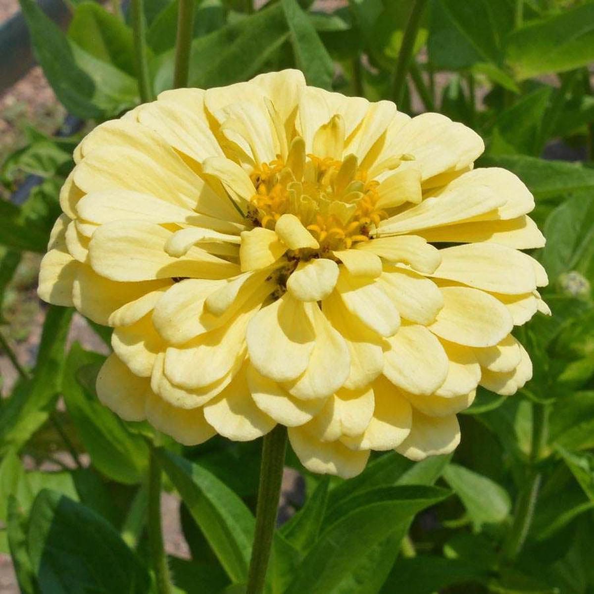 'Isabellina' Zinnia Seeds