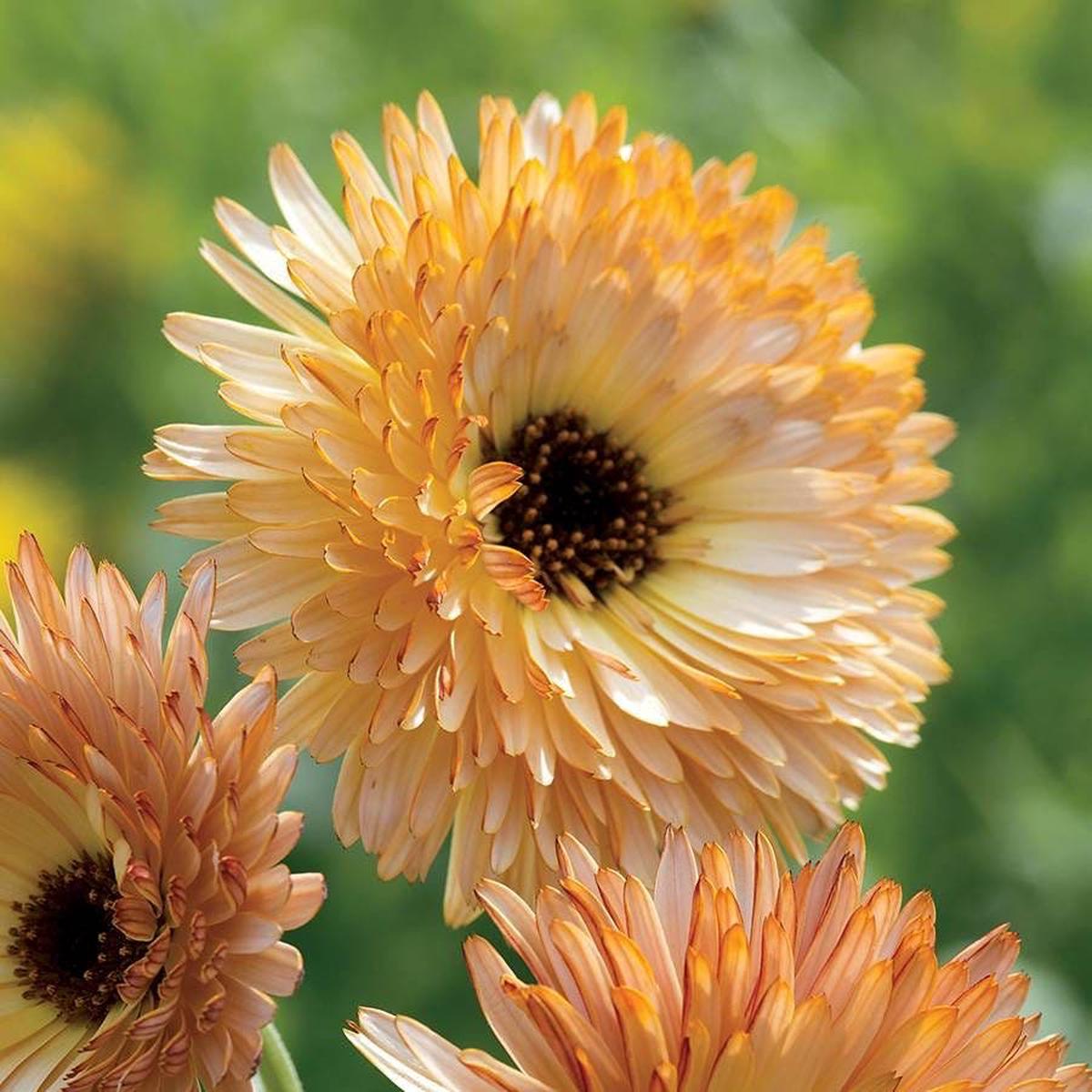 'Orange Flash' Calendula Seeds