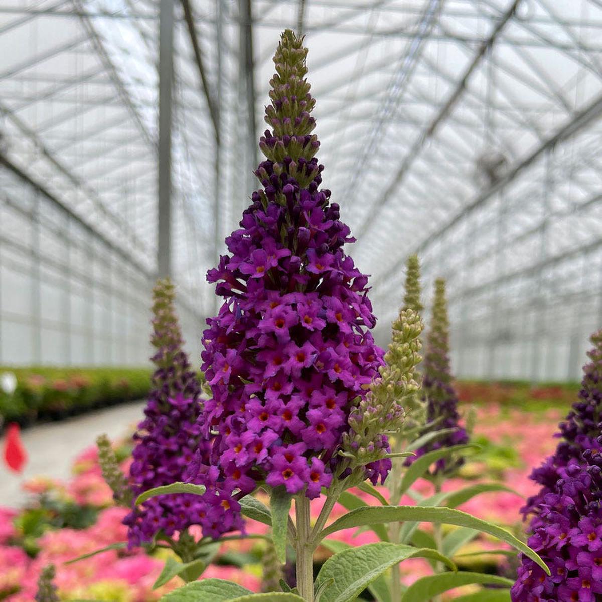 Bloomin' Easy Buddleia Birthday Cake Butterfly Bush