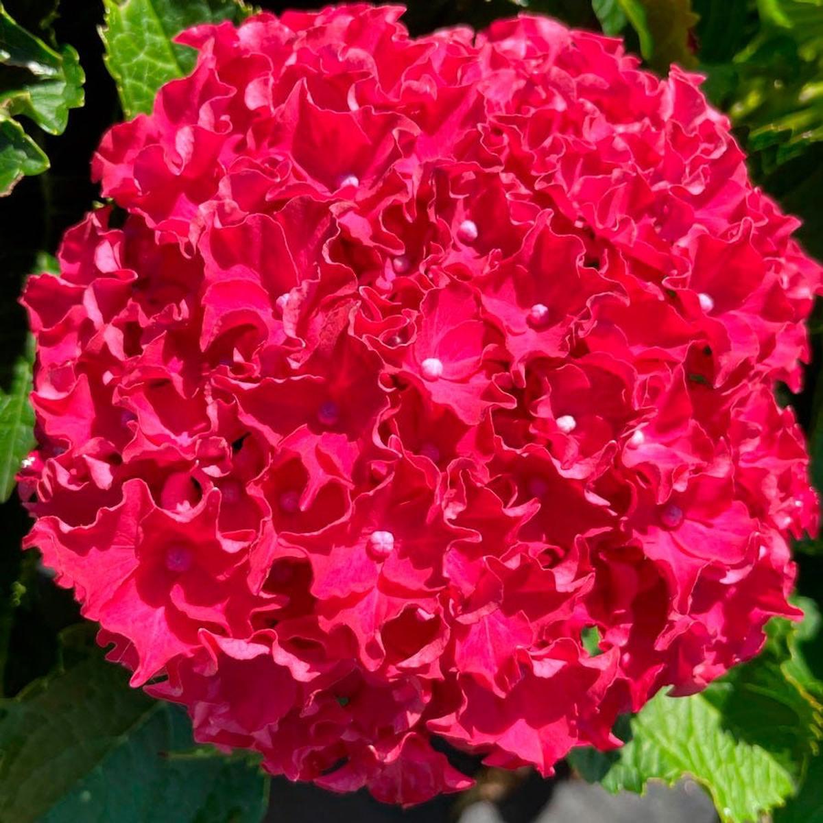 Bloomin' Easy Hydrangea Frill Ride Bigleaf Hydrangea