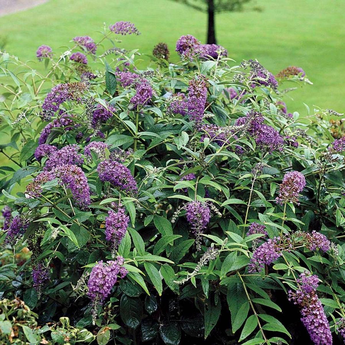 Buddleia Lo & Behold Purple Haze